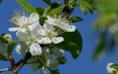 Laudato si – wunderbare Schöpfung im Jahreskreis rund um Kleinwolfstein